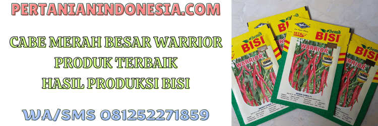 cabai,cmb,cabe merah,cabe besar,warrior,warrior f1,cap kapal terbang,bisi,pertanian indonesia